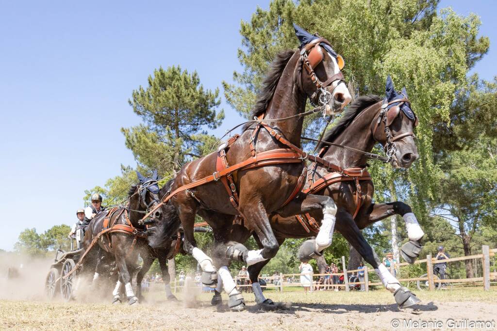 CONCOURS D'ATTELAGE INTERNATIONAL