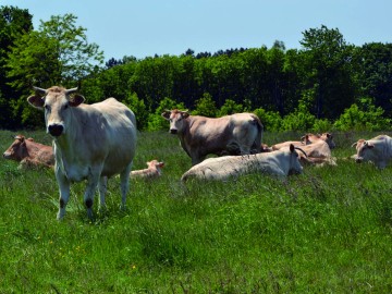 CDC Orée de Bercé-Belinois