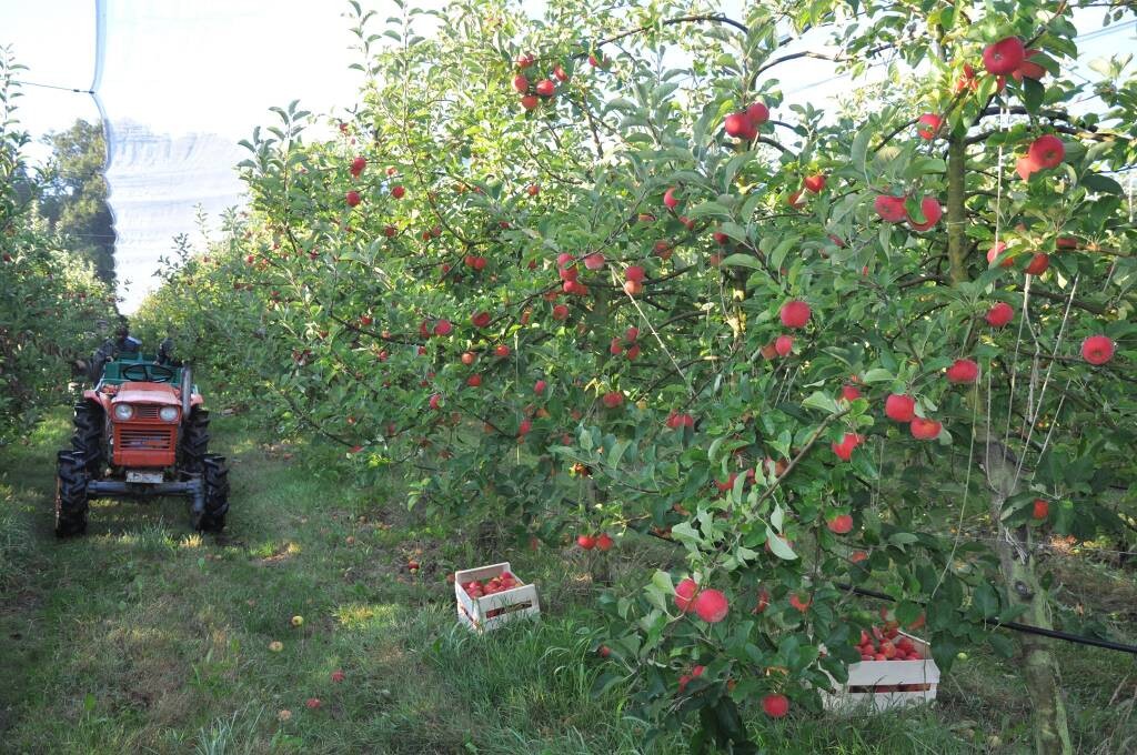 LE JARDIN DES HESPERIDES: Tastings and local products France, Atlantic