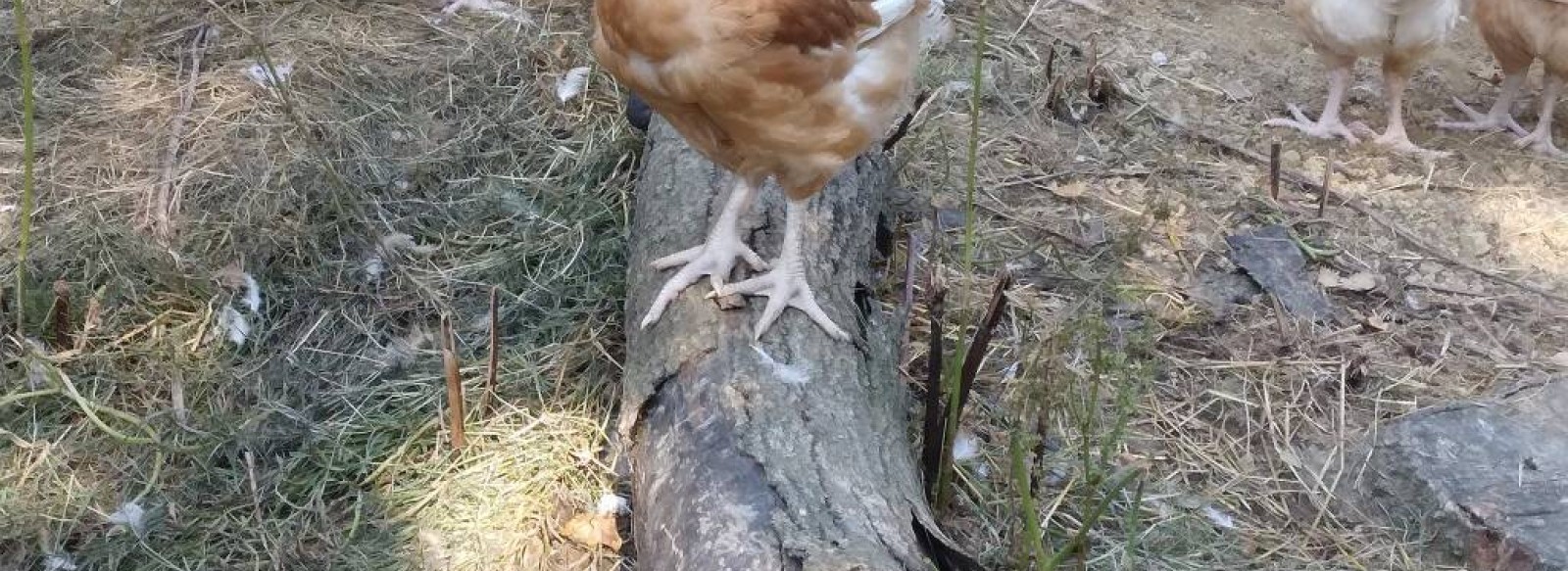 Les volailles en promenade