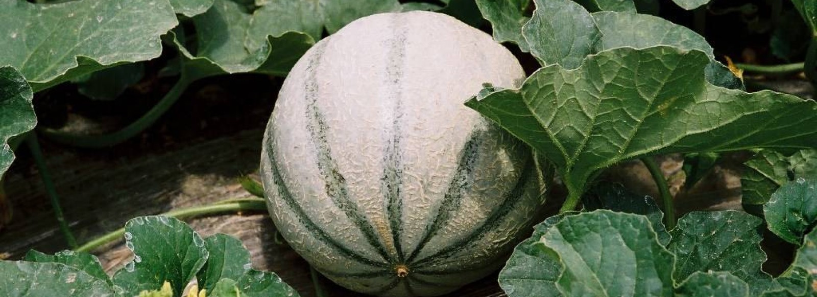 MELON DE LA VENISE VERTE